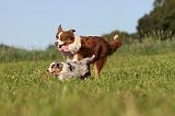 BERGER AUSTRALIEN - ADULT & PUPPY 019